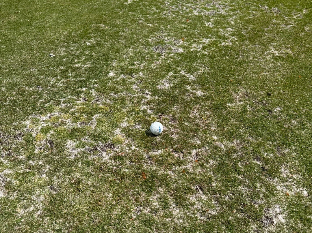 Piperdam Golf Course-敦提必去景点