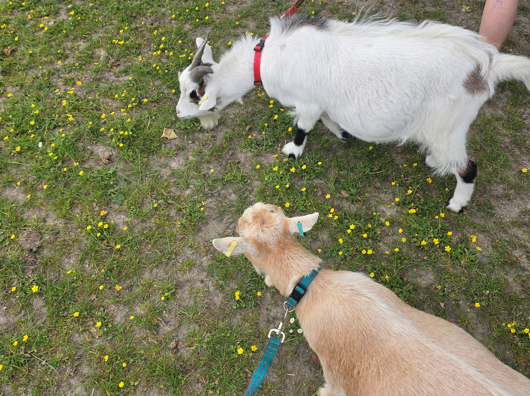 Little Goats At Brockenhurst-Brockenhurst必去景点