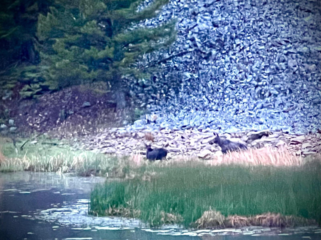 Yellowstone Wolf Tracker-加德纳必去景点