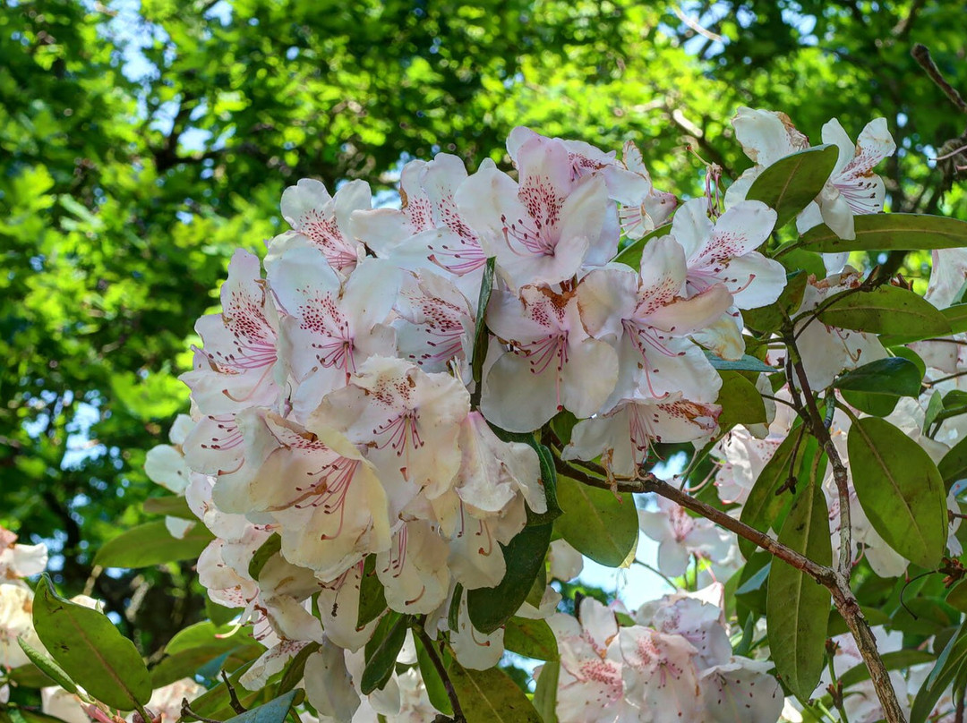 Bowood Woodland Garden-Calne必去景点
