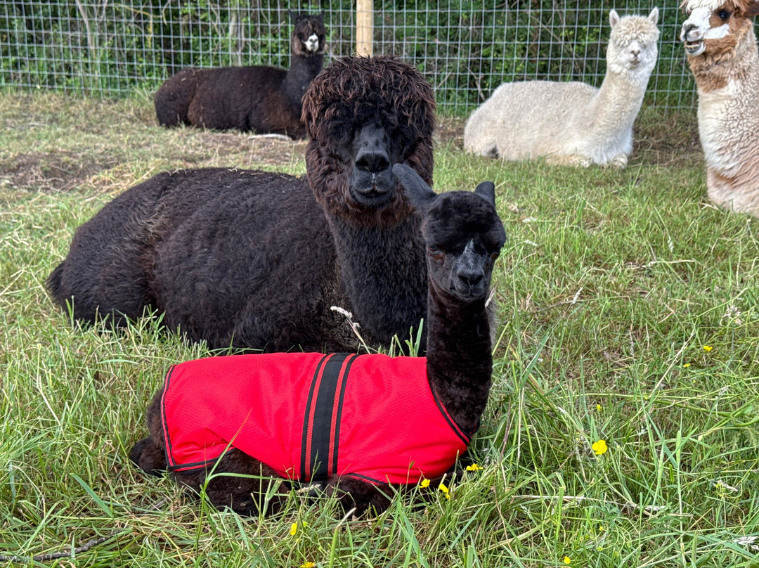 London Alpacas-Epping必去景点