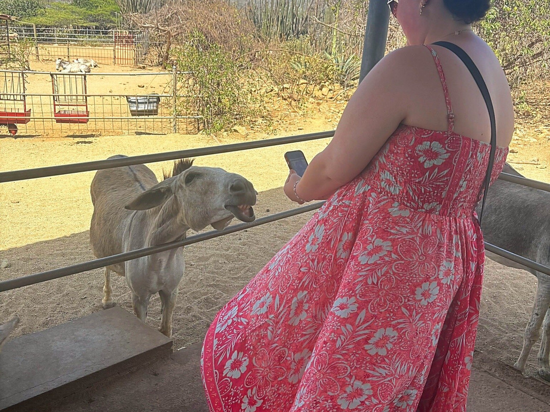 Donkey Sanctuary Aruba-Santa Cruz必去景点
