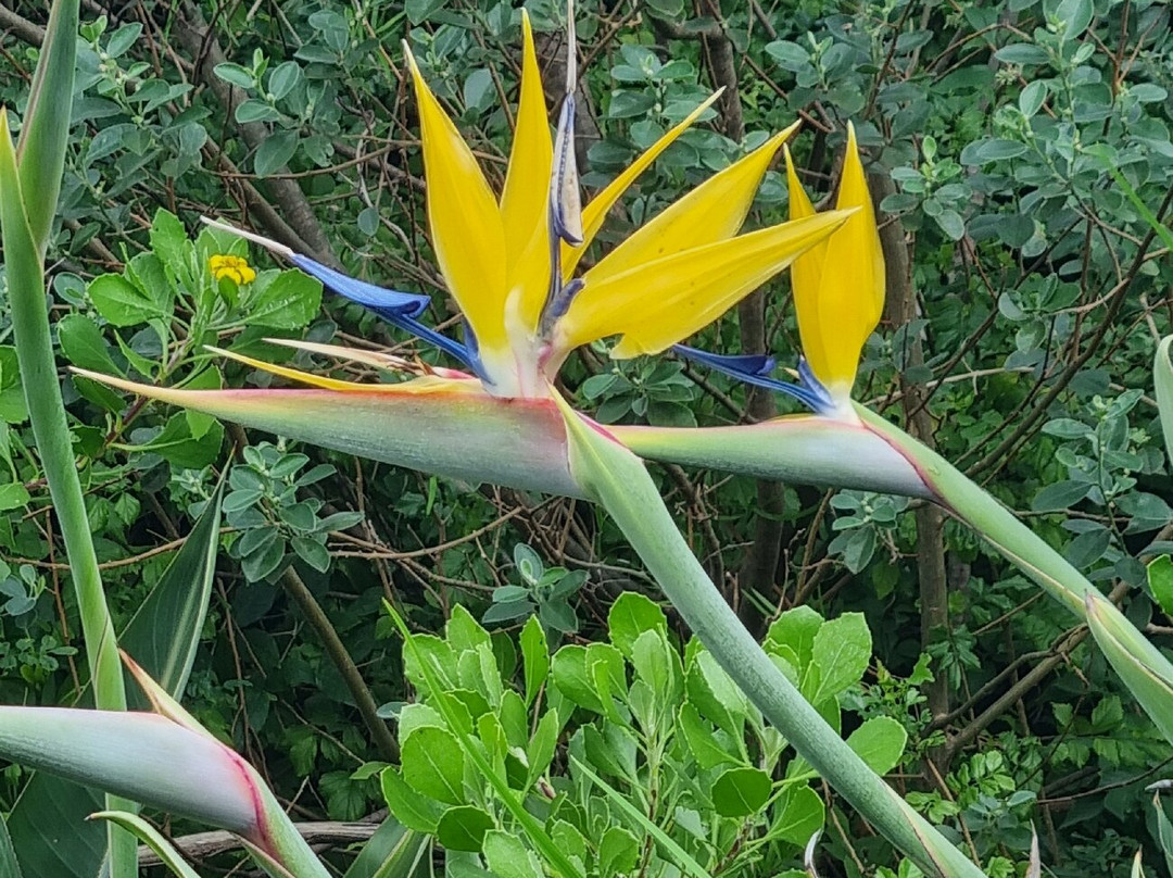 康斯坦博西国家植物园-Newlands必去景点