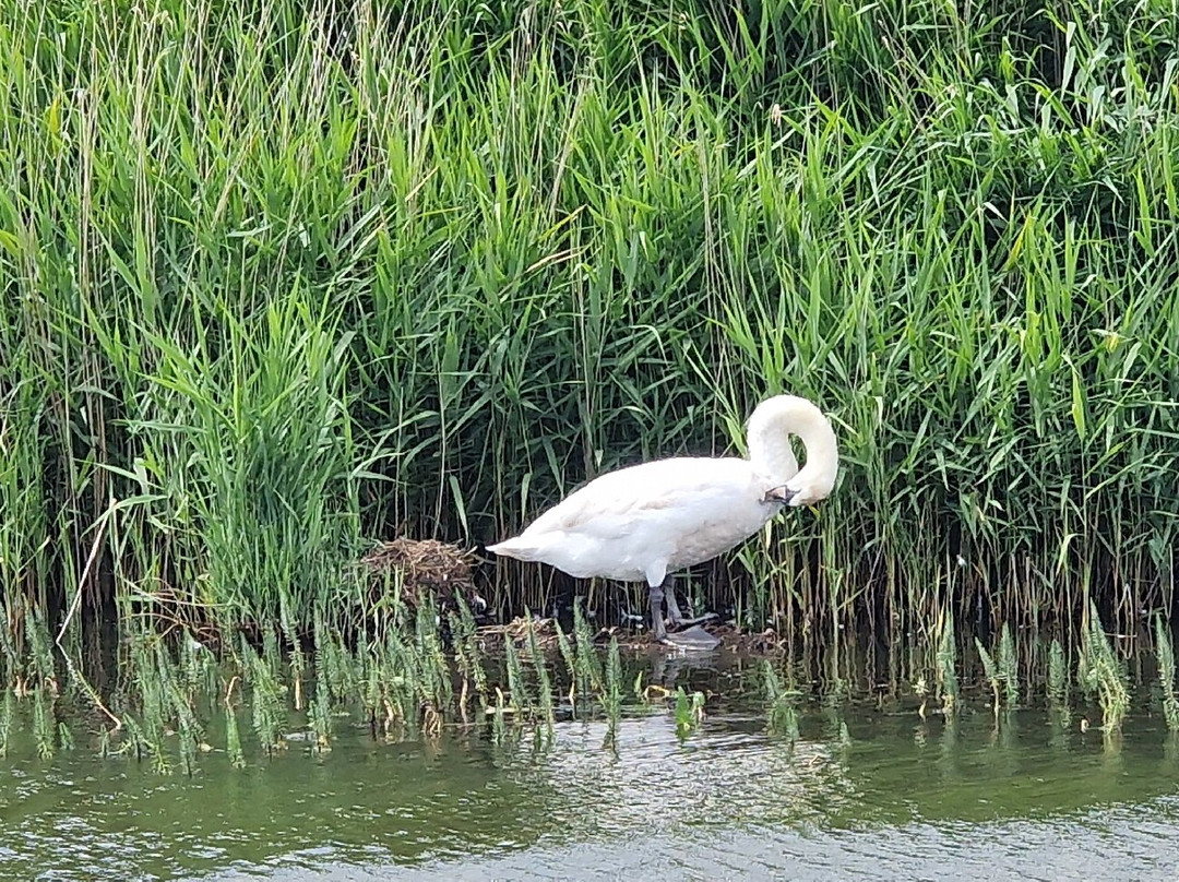 Ross' Wildlife Boat Trips-Mustard Hyrn必去景点