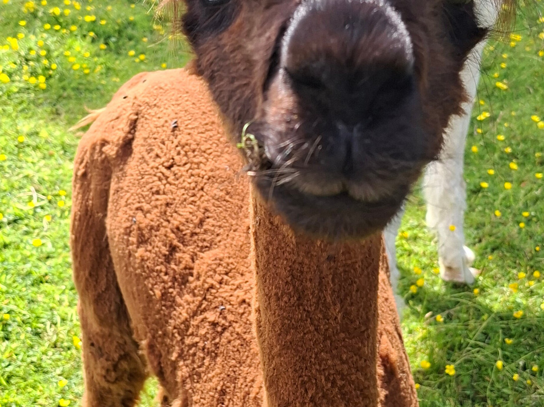 Bardsea Alpacas And Llamas-Bardsea必去景点