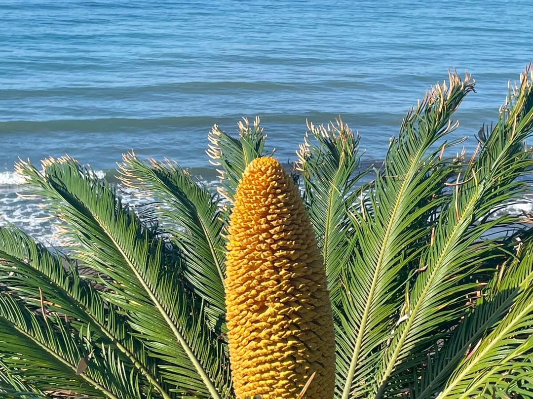 Senda Litoral de Estepona-埃斯特波纳必去景点