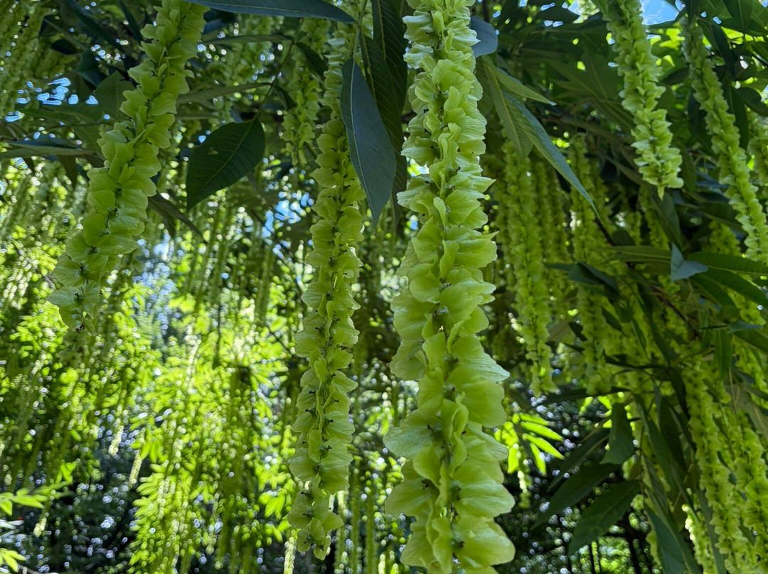 Batsford Arboretum-莫顿因马什必去景点