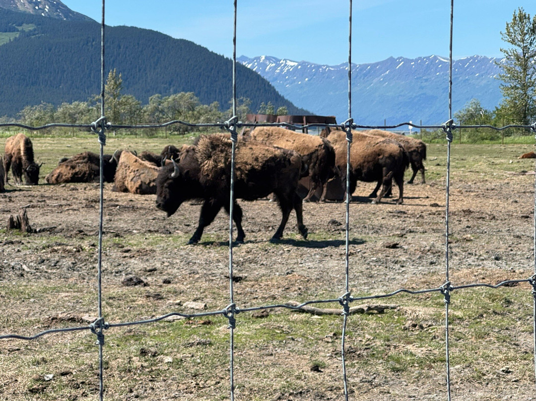 Alaska Wildlife Conservation Center-戈德伍德必去景点