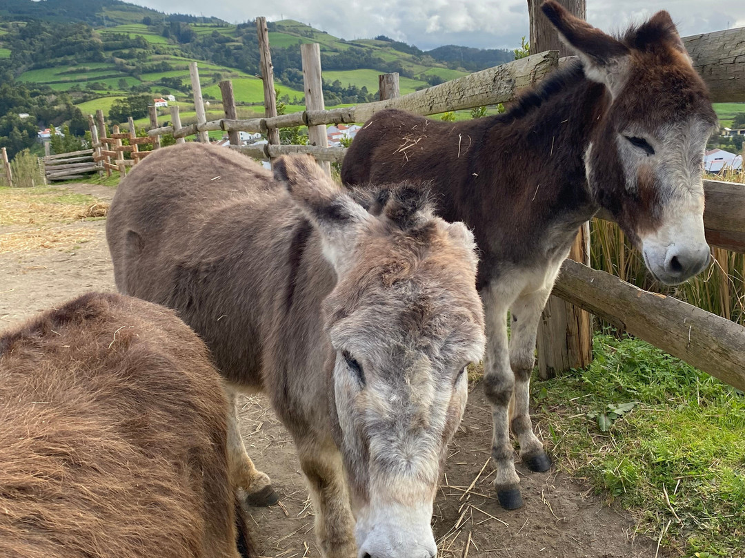 Donkeys & Friends-Agua de Alto必去景点