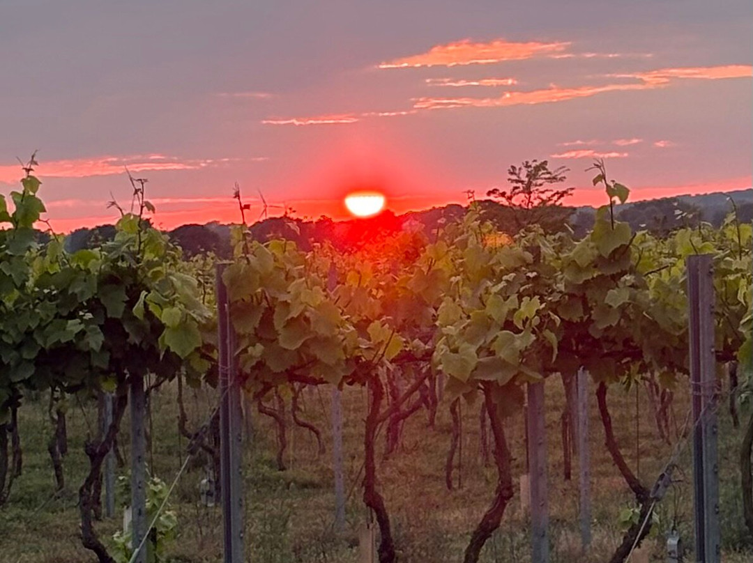Vingaarden, Lille Gadegaard ( Vineyard )-Bornholm必去景点