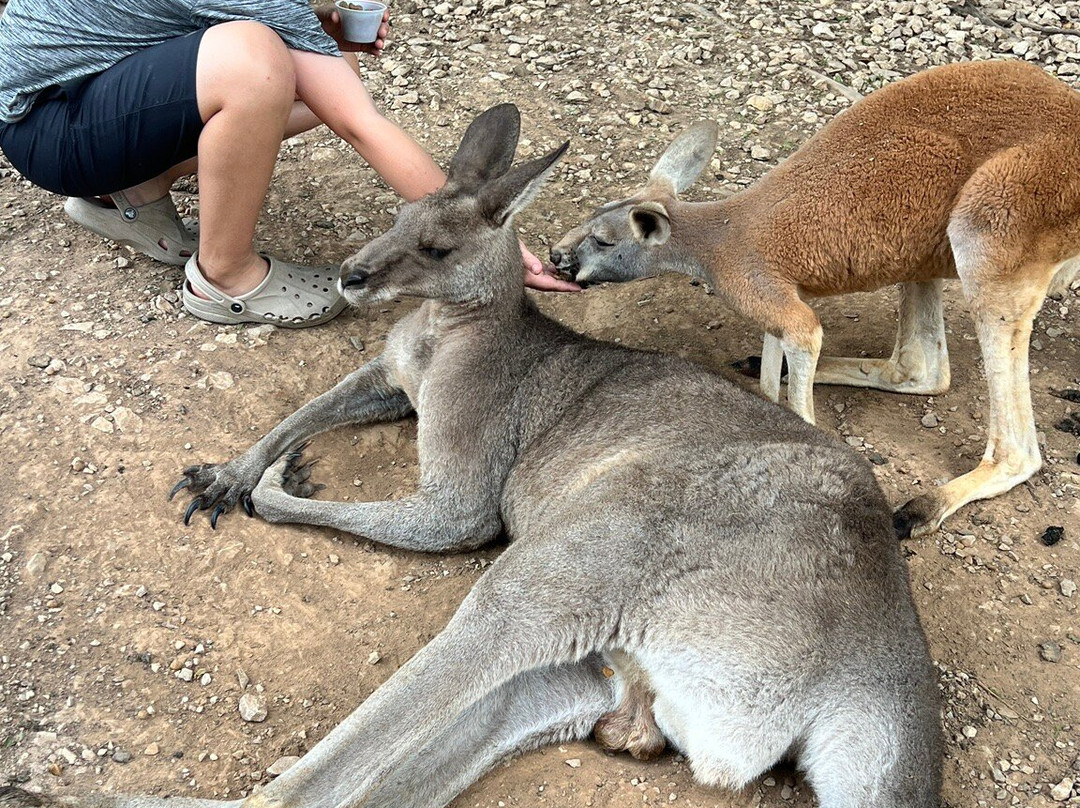 Kentucky Down Under Adventure Zoo-Horse Cave必去景点