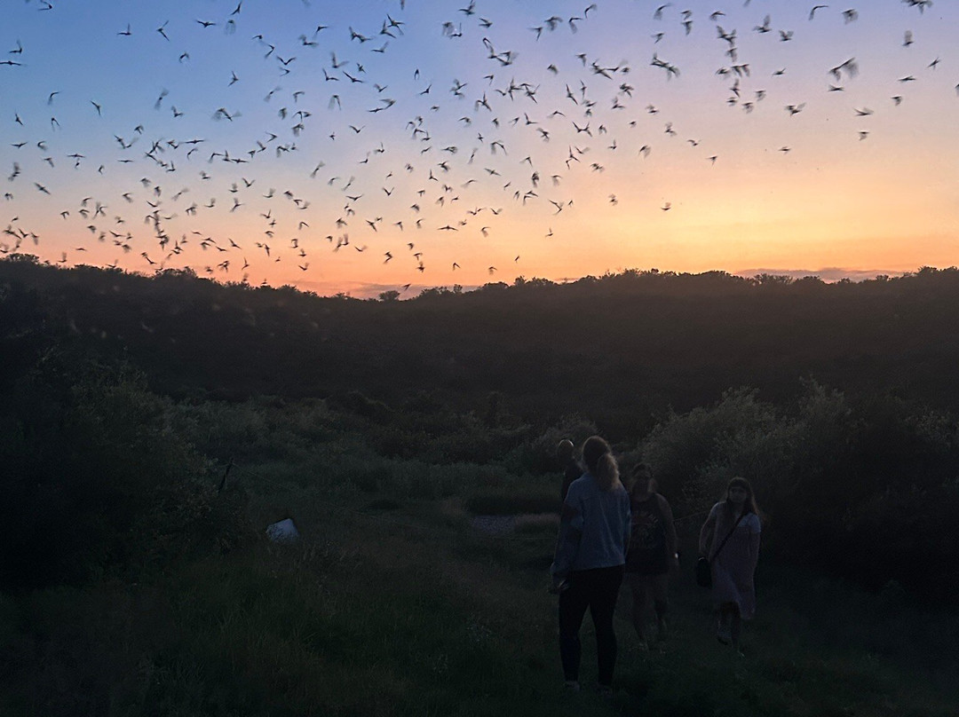 Frio Bat Flight Tours-Concan必去景点