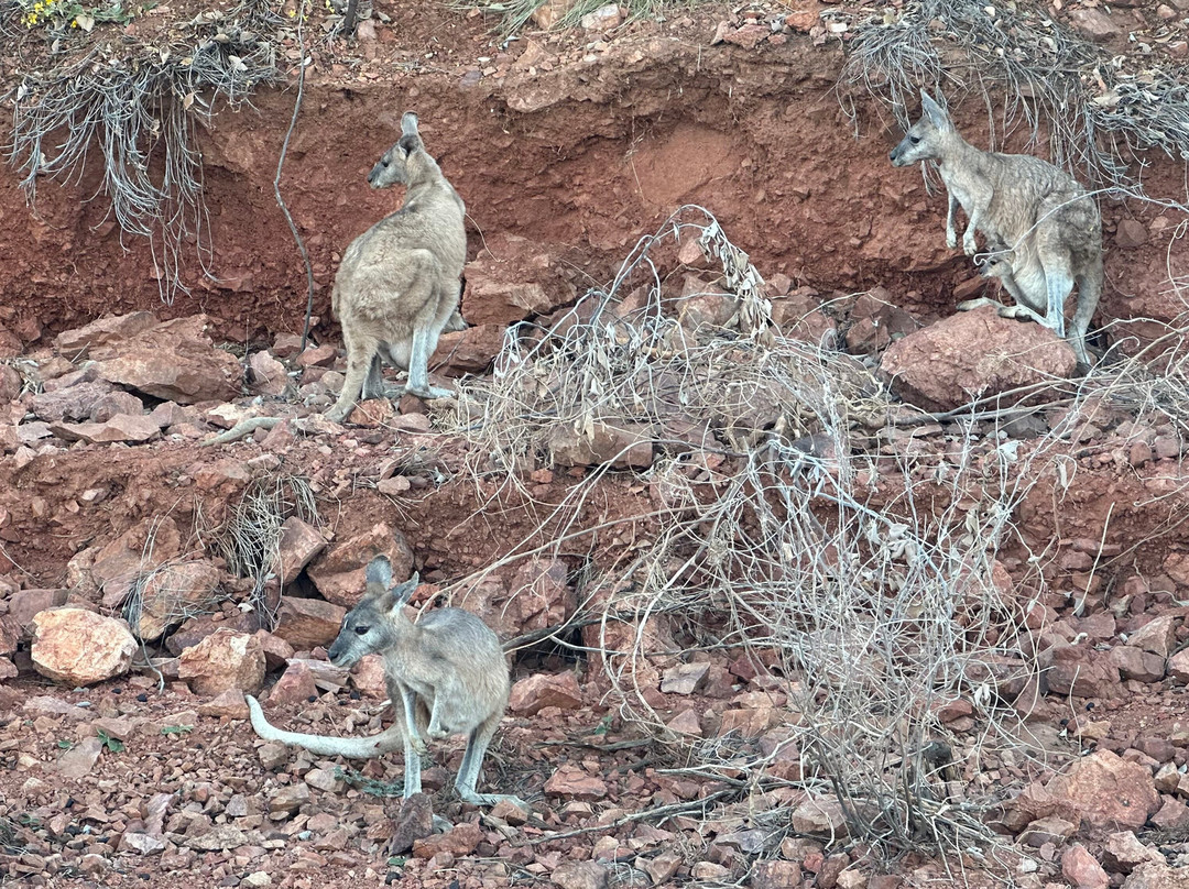 Lake Argyle Tours "Kimberley Durack"-库努纳拉必去景点
