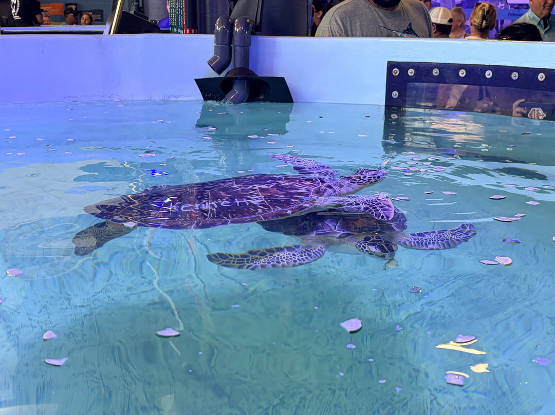 Sea Turtle, Inc.-南帕诸岛必去景点