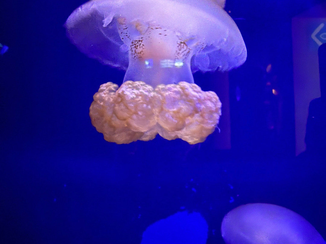 热那亚水族馆-热那亚必去景点
