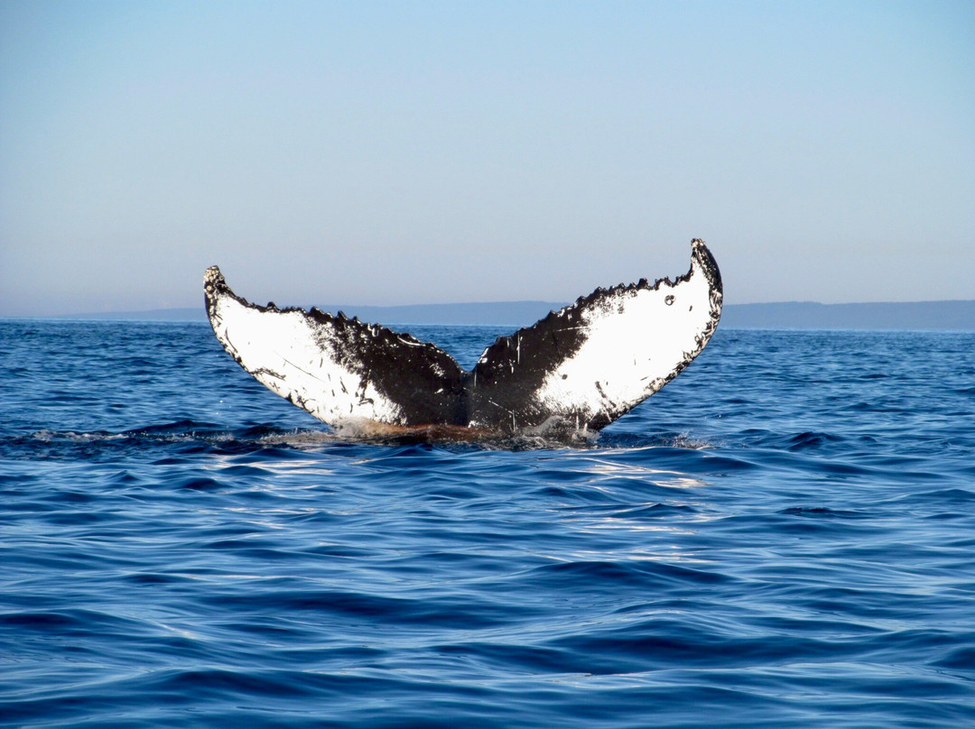 AWESOME Ocean Adventures
