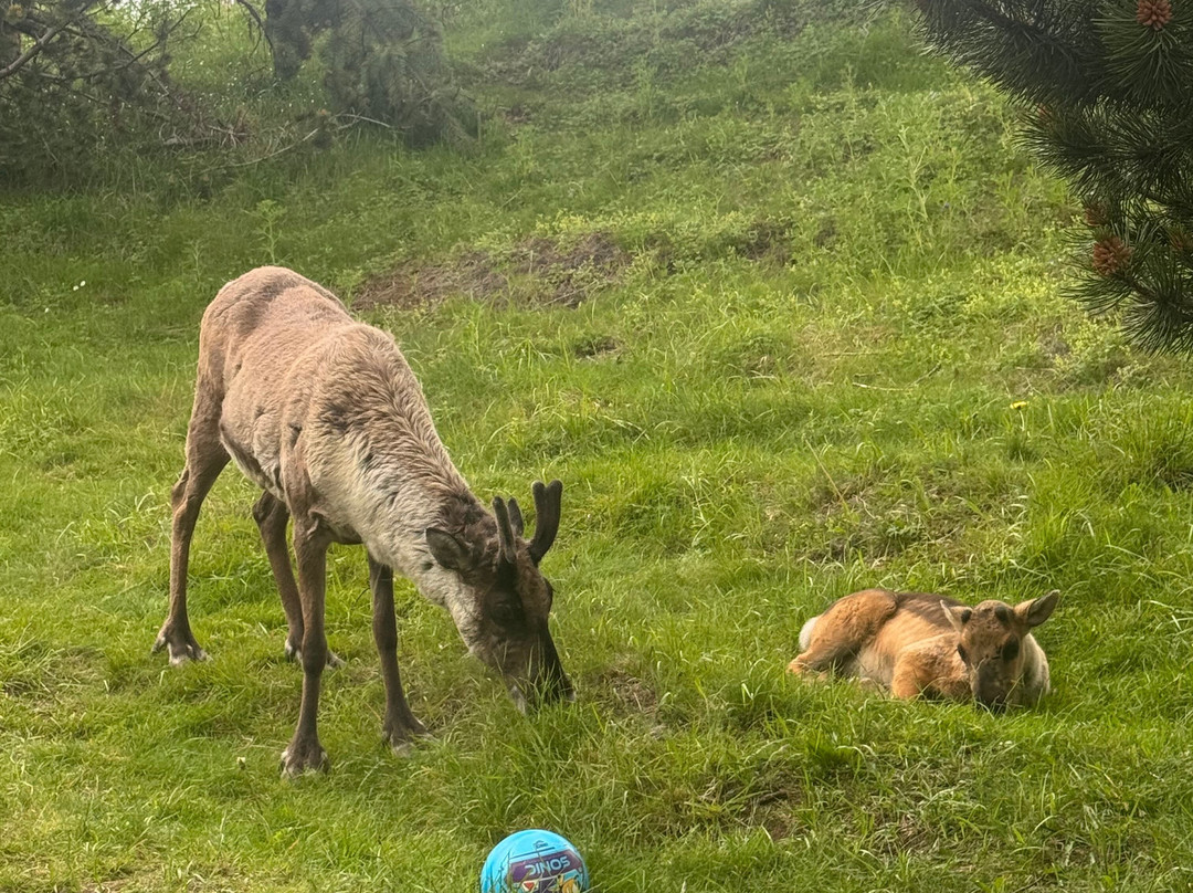 Reindeer Park / Hreindýragarðurinn-Fellabaer必去景点