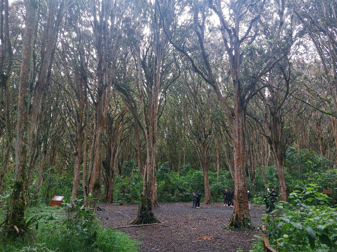 Bosque de los Arrayanes-Tulcan必去景点