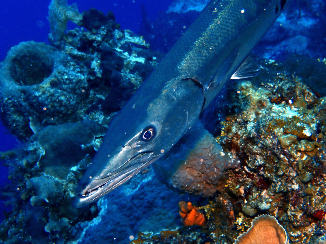 Scuba Life Cozumel-San Miguel de Cozumel必去景点