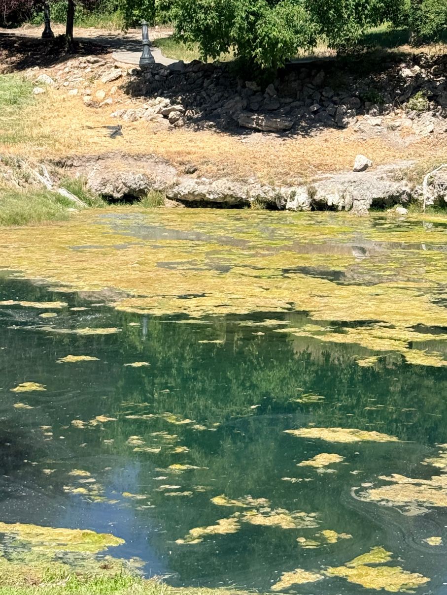 犹他州采尔马特璀蔓臻选温德姆,度假村及水疗中心-旅行者