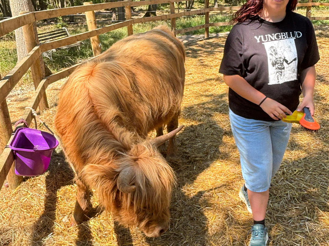 Rhosyn Farm Highland Cattle Experiences-Barton under Needwood必去景点