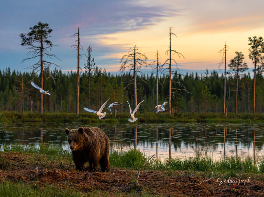 Boreal Wildlife Centre-Kuhmo必去景点