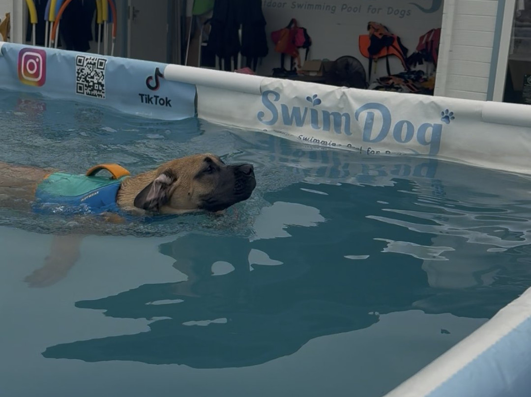 Swim Dog-纽奎必去景点