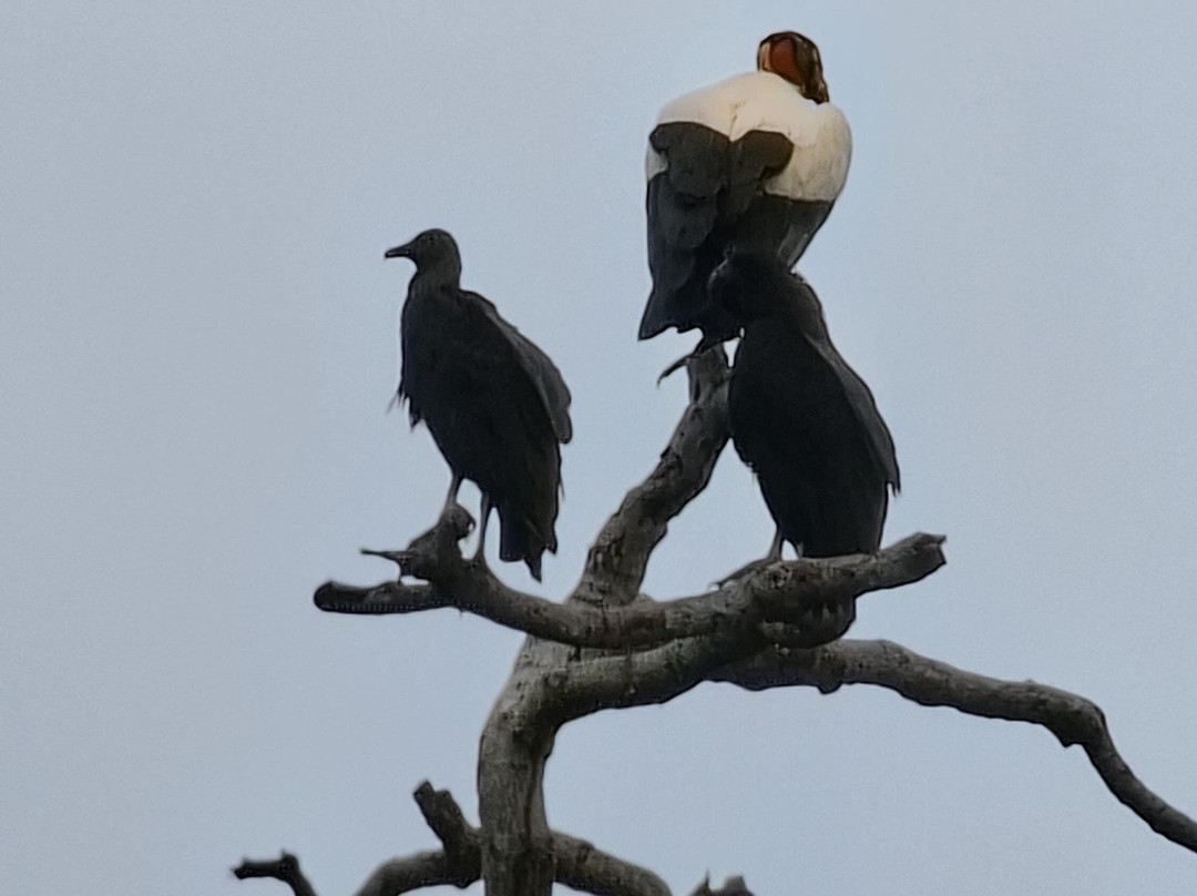 SimbiOsa Wild Costa Rica-哥斯达黎加安东尼奥国家公园必去景点