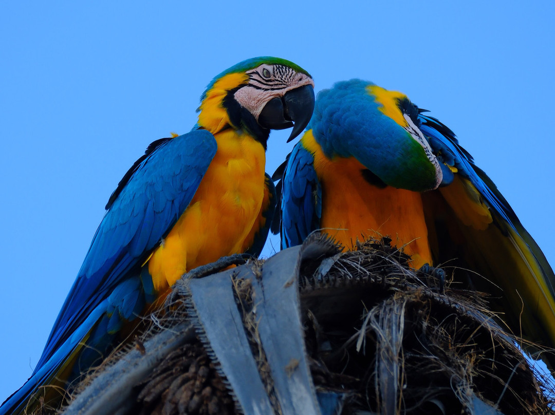 CHUCHINI Amazon Wildlife Reserve & Eco Lodge-Trinidad必去景点