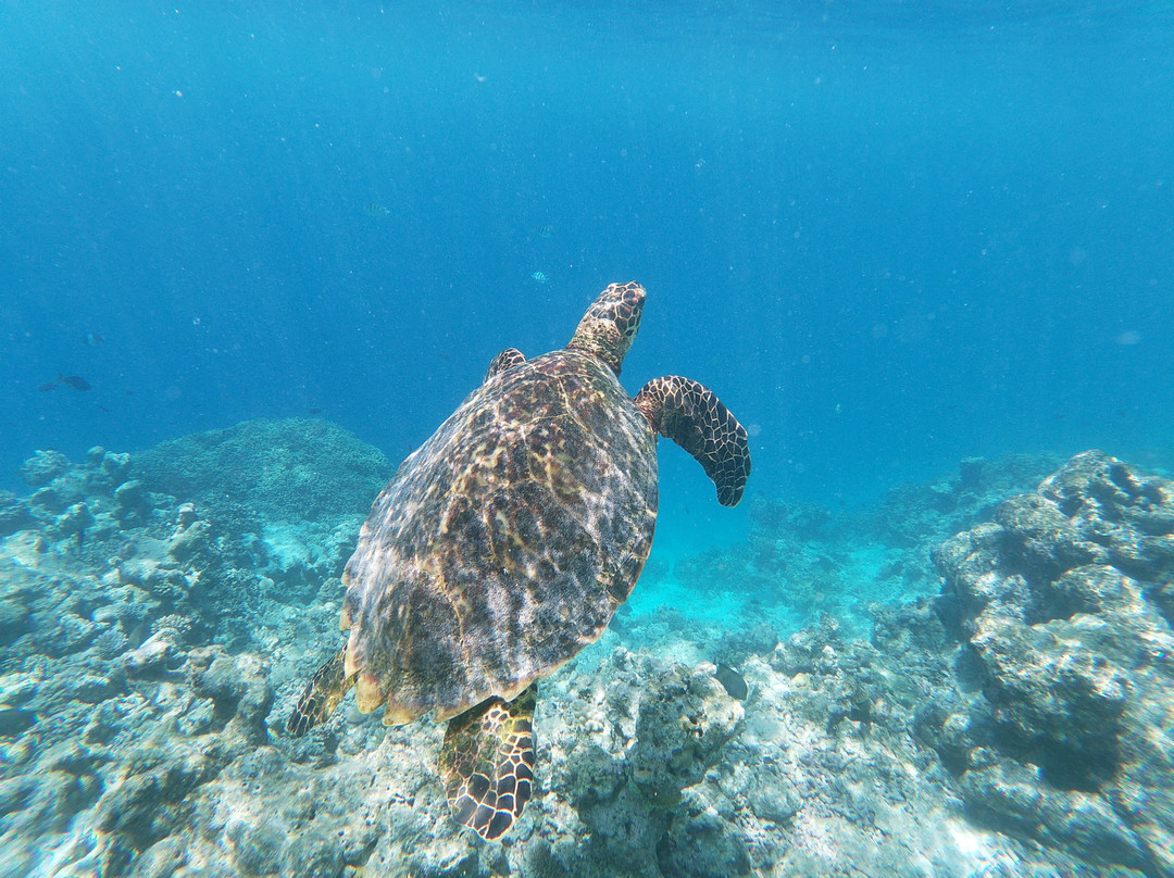Euro-Divers Eri Maldives-马累北环礁必去景点