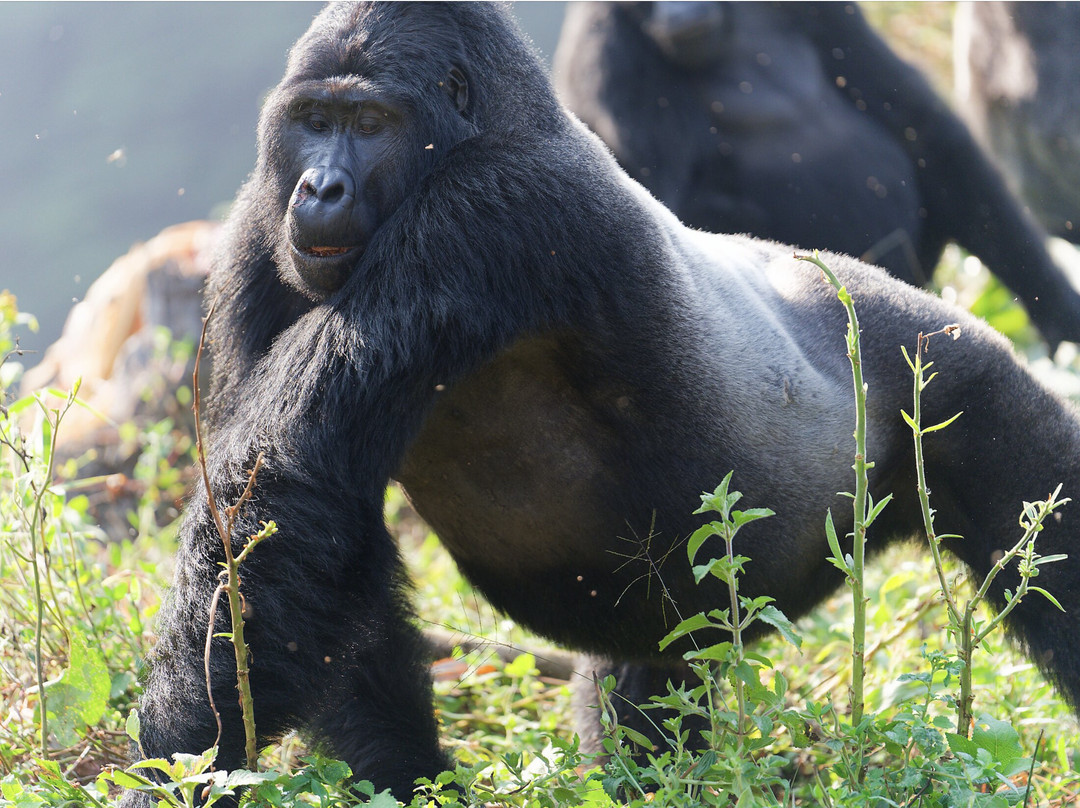 Nkuringo Safaris-布恩迪难以穿越的国家公园必去景点