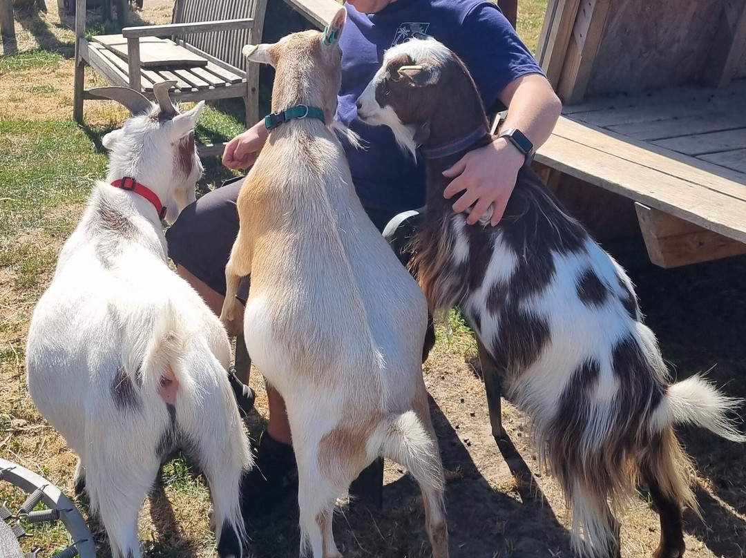 Little Goats At Brockenhurst-Brockenhurst必去景点