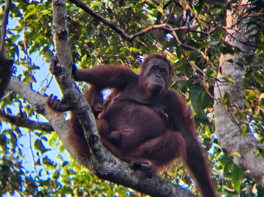 Orangutan Houseboat Tour-Kumai必去景点