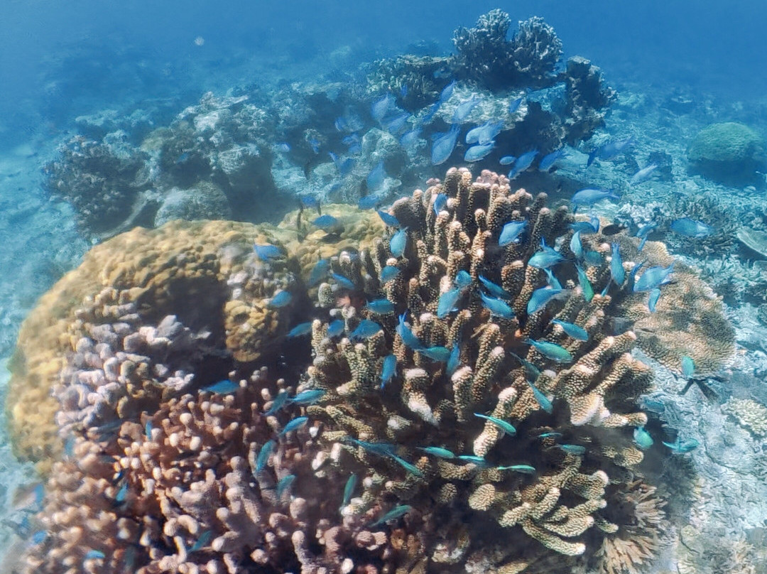 Reef Life Taveuni-马太必去景点