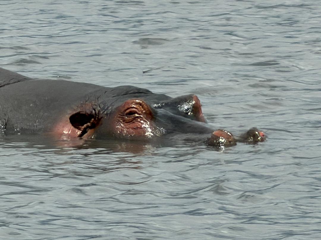 Taswira Africa Safaris-阿鲁沙必去景点