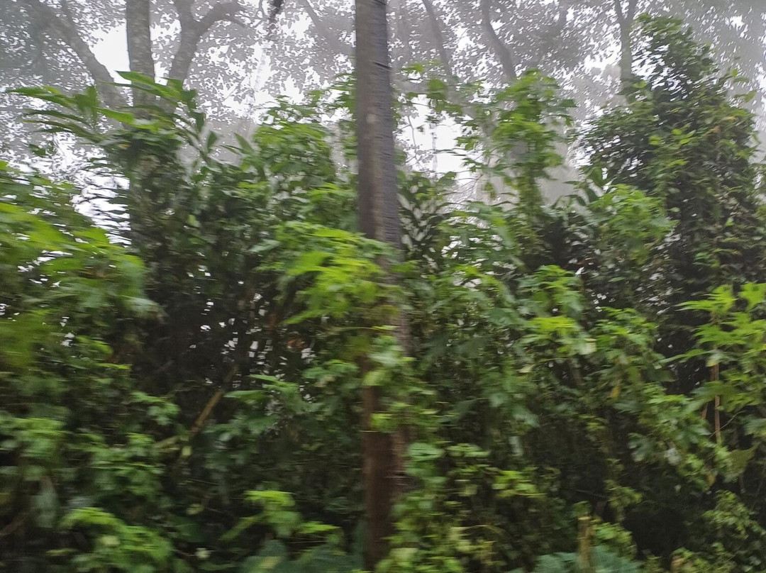 Paradise Holidays-柯钦必去景点