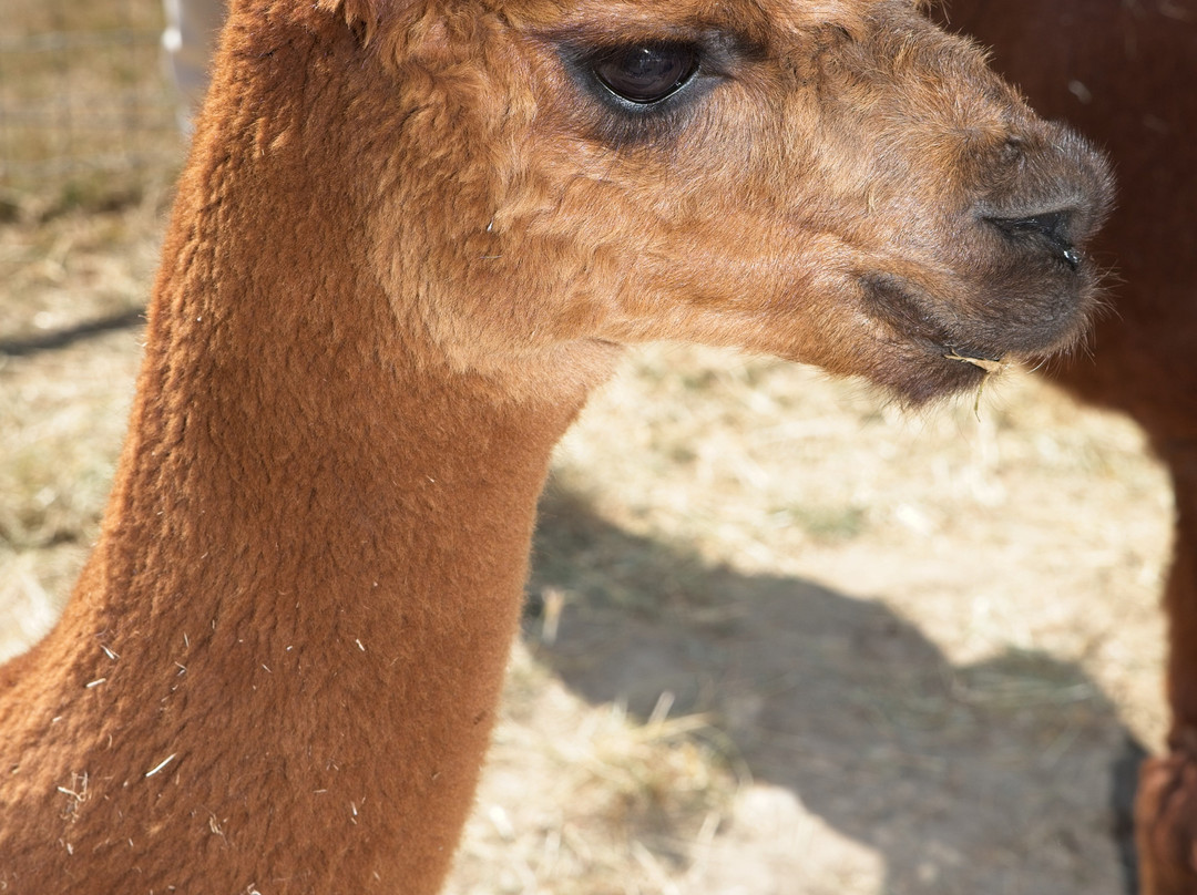 Reservoir Alpacas-Chard必去景点