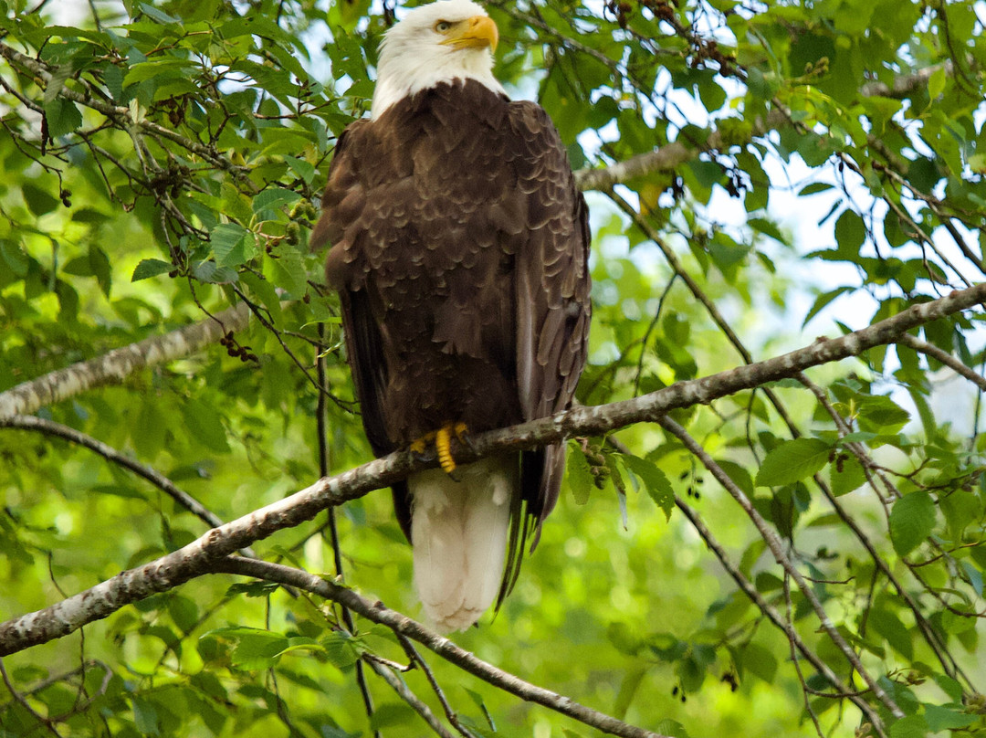 Alaska Rainforest Sanctuary-凯奇坎必去景点
