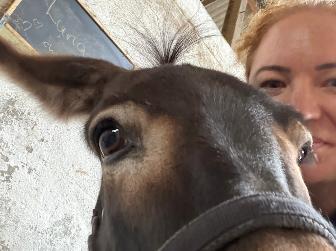 Kinedale Donkeys-Ballynahinch必去景点