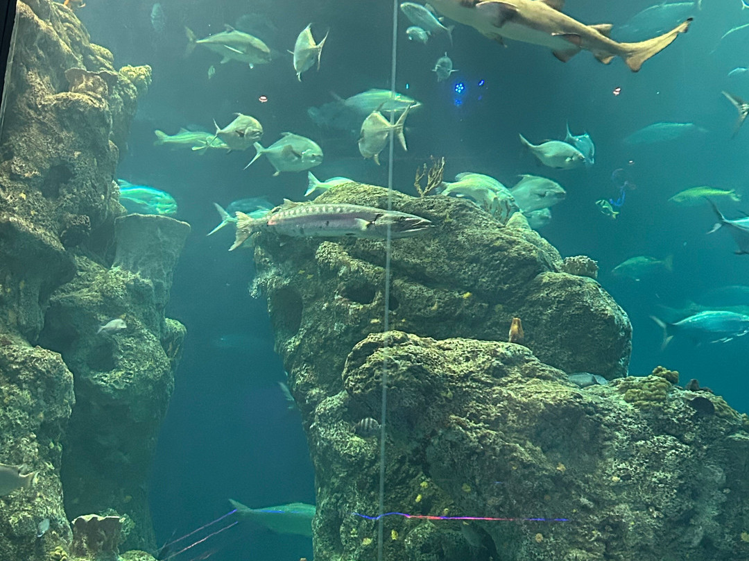 South Carolina Aquarium-查尔斯顿必去景点