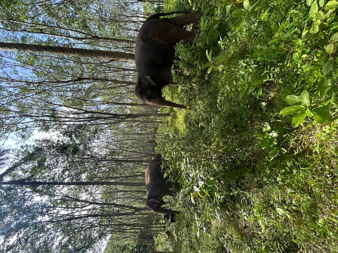 Lanta Island Elephant Lover