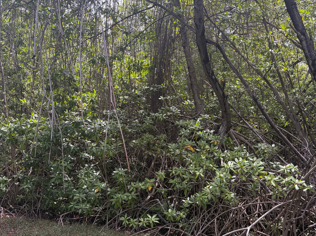 Curaçao Rif Mangrove Park-威廉斯塔德必去景点