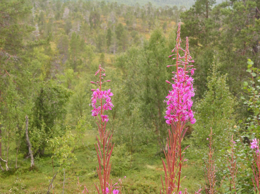 Anderdalen Nasjonalpark-Senja必去景点