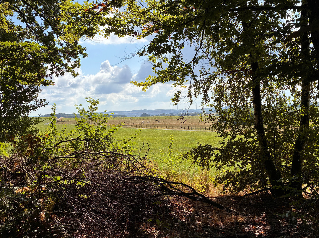 Battle of the Bulge Guided Tours-巴斯东必去景点