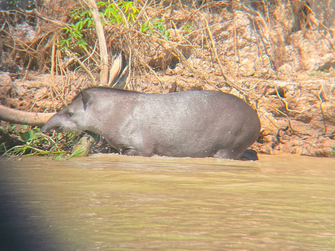Pantanal Jaguar Safaris-Chapada dos Guimaraes必去景点