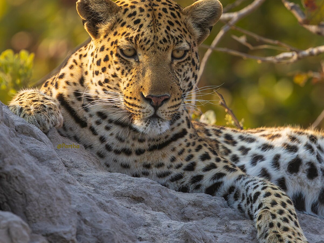 Moremi Wildlife Reserve-莫雷米野生动物保护区必去景点