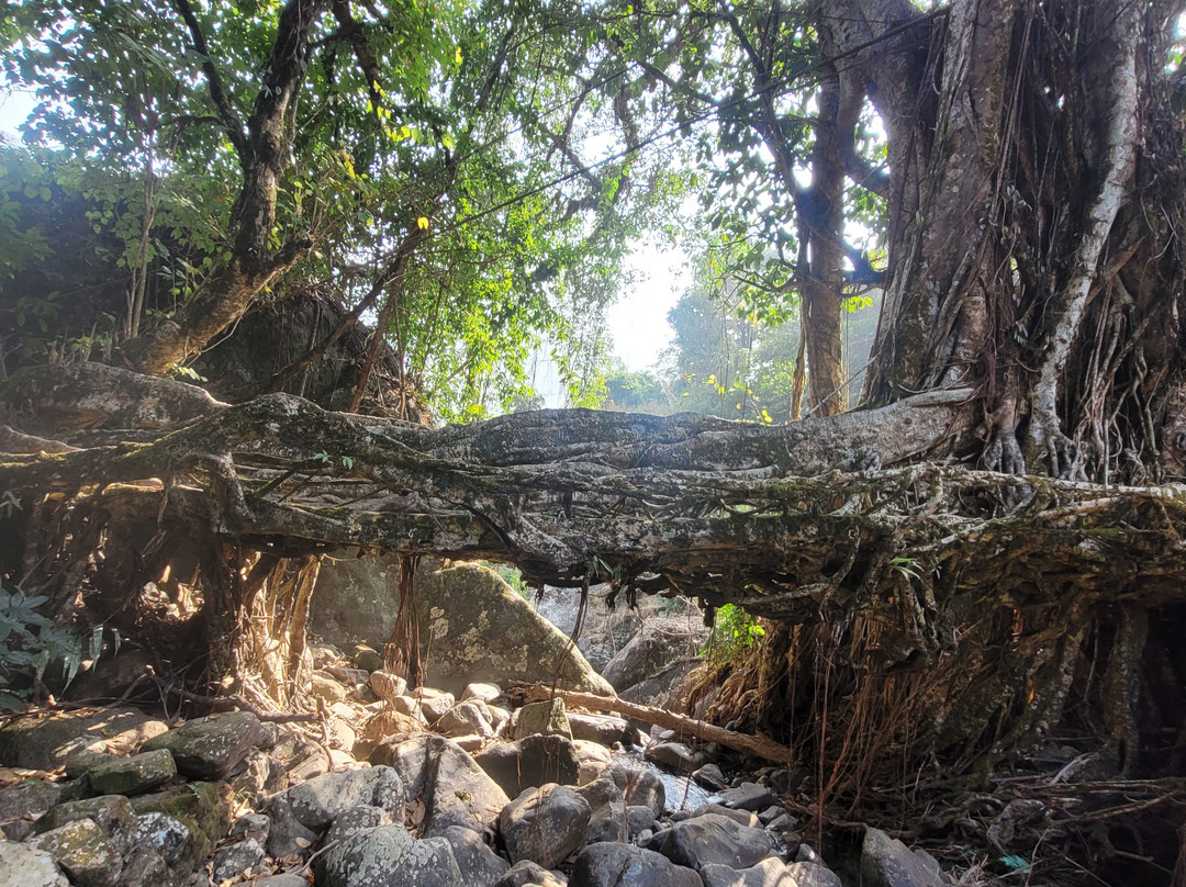 Double Decker Living Root Bridge-Sohra必去景点