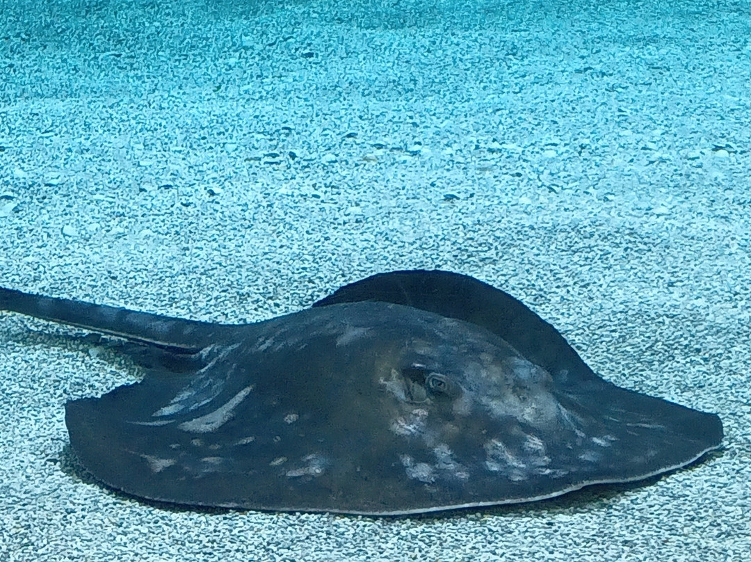 Lanzarote Aquarium-科斯塔特吉塞必去景点