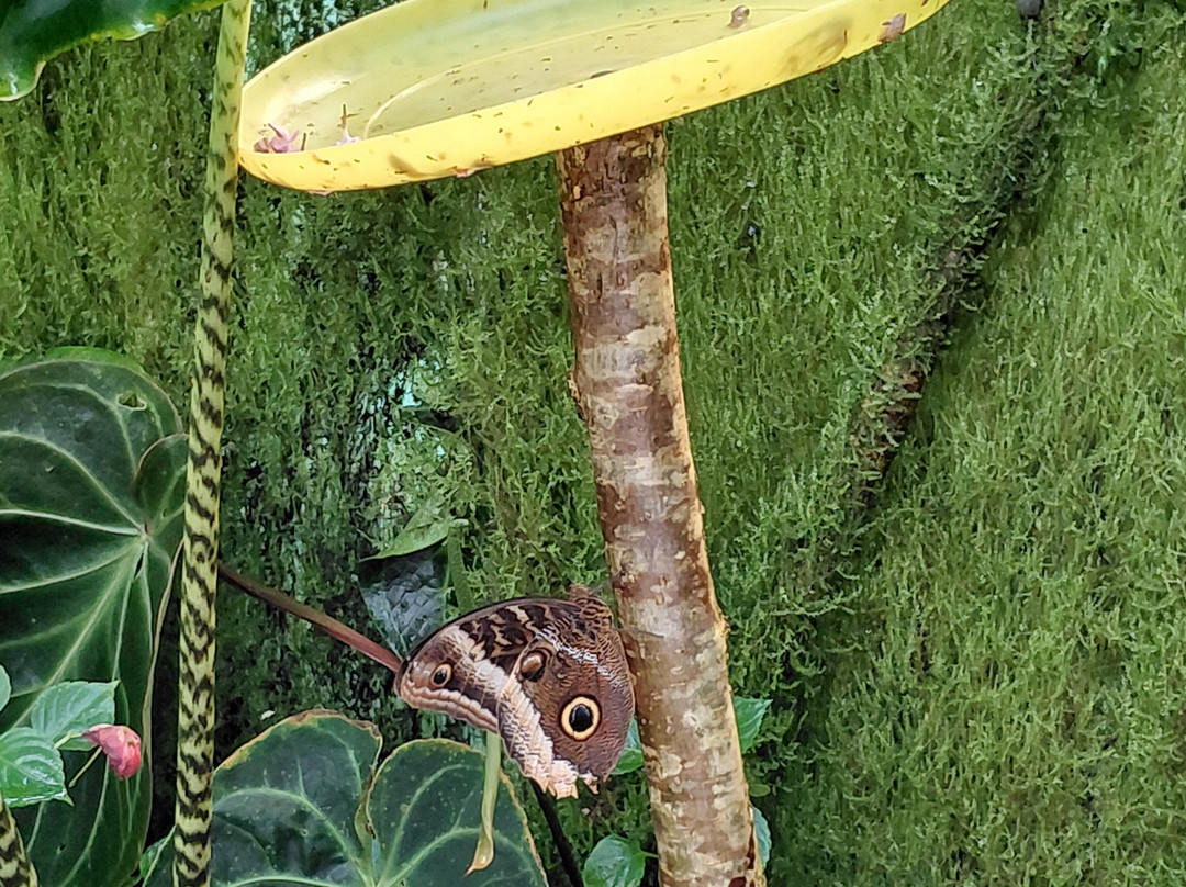 Magic of Life Butterfly House-Cwmbrwyno必去景点