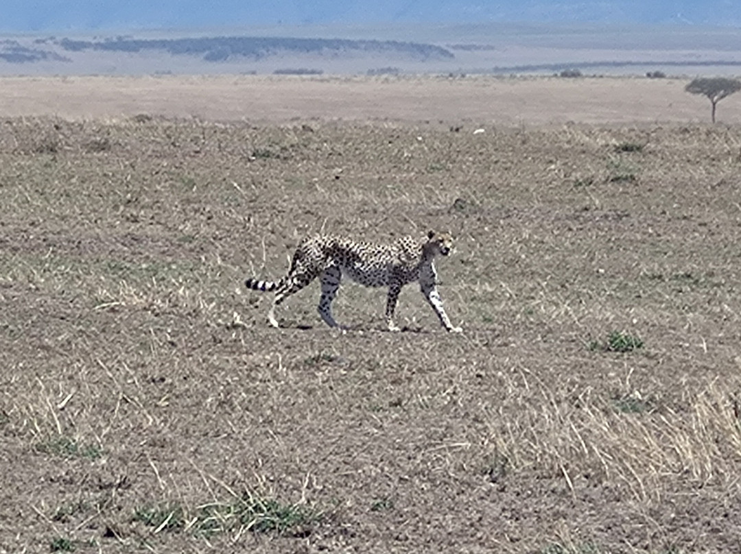 Real Masai Safari-内罗毕必去景点
